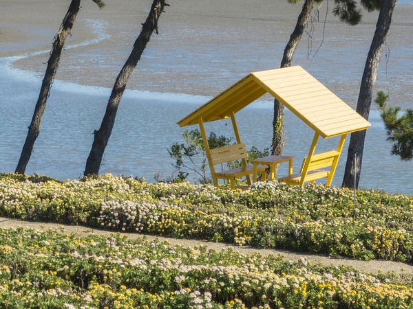 압해읍 고이도 아자니아 002 6