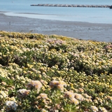 압해읍 고이도 아자니아 002