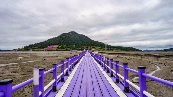 신안 박지도 아스타국화(퍼플섬) 2