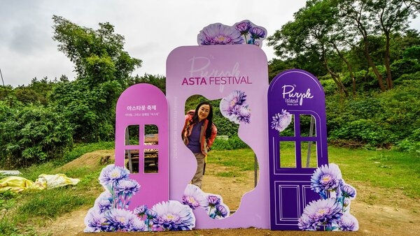 신안 박지도 아스타국화(퍼플섬) 3