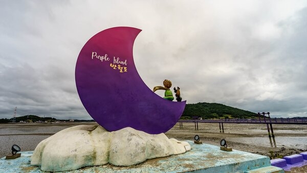 신안 박지도 아스타국화(퍼플섬) 4