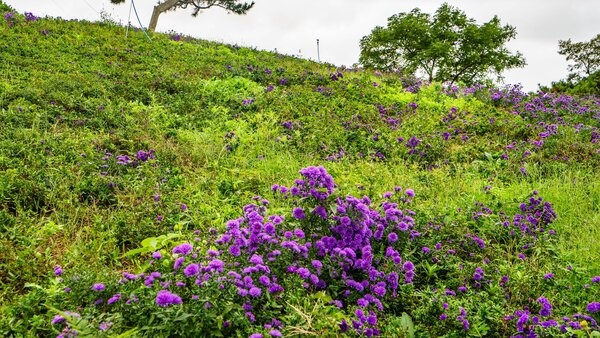 신안 박지도 아스타국화(퍼플섬) 5