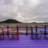 신안 박지도 아스타국화(퍼플섬)