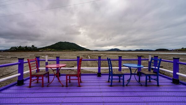 신안 박지도 아스타국화(퍼플섬) 1