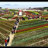 튤립축제 3회 사진입상작(은상)