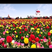 튤립축제 3회 사진입상작(금상)