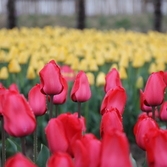 축제 홍보 사진들