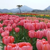 제1회 신안튤립축제장 전경