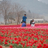 제2회 신안튤립축제