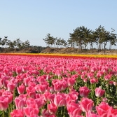 제2회 신안튤립축제