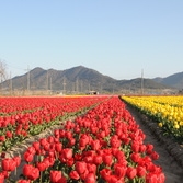 제2회 신안튤립축제