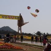 제2회 신안튤립축제