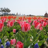 제2회 신안튤립축제