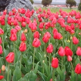 제3회 신안튤립축제