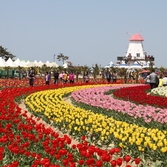 제4회 신안튤립축제