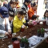 2017 튤립축제(10회)