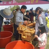 제10회 2017 신안튤립축제