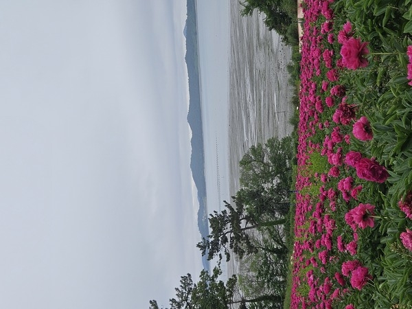 작약축제 ㅡ 감사합니다 1