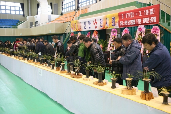 한국춘란 보고 천사섬 신안 난 전시회 개최 1