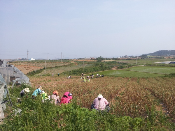 목포시 부흥동사무소 농촌 일손 돕기 추진 2