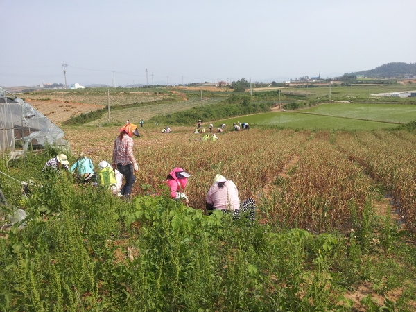 목포시 부흥동사무소 농촌 일손 돕기 추진 3