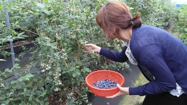 신안 하의도 친환경 블루베리 수확 시작..