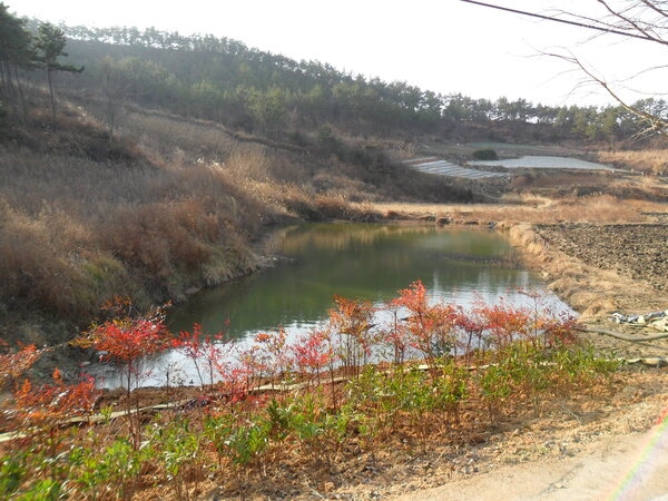 신안군, 생태연못이 가뭄 극복에 효자 노릇 1