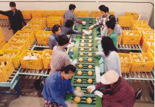 가뭄극복... 맛좋은 신안배 본격 출하! 1