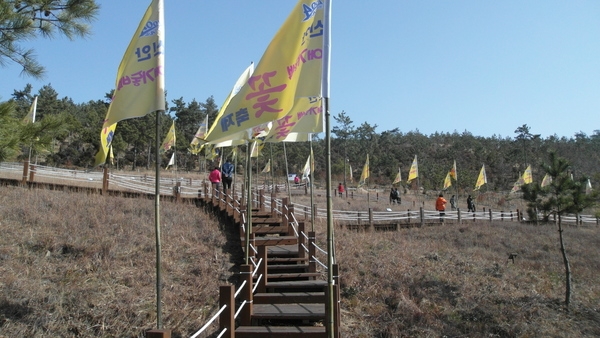 『신안 애기동백 꽃 축제』관람객 북적..