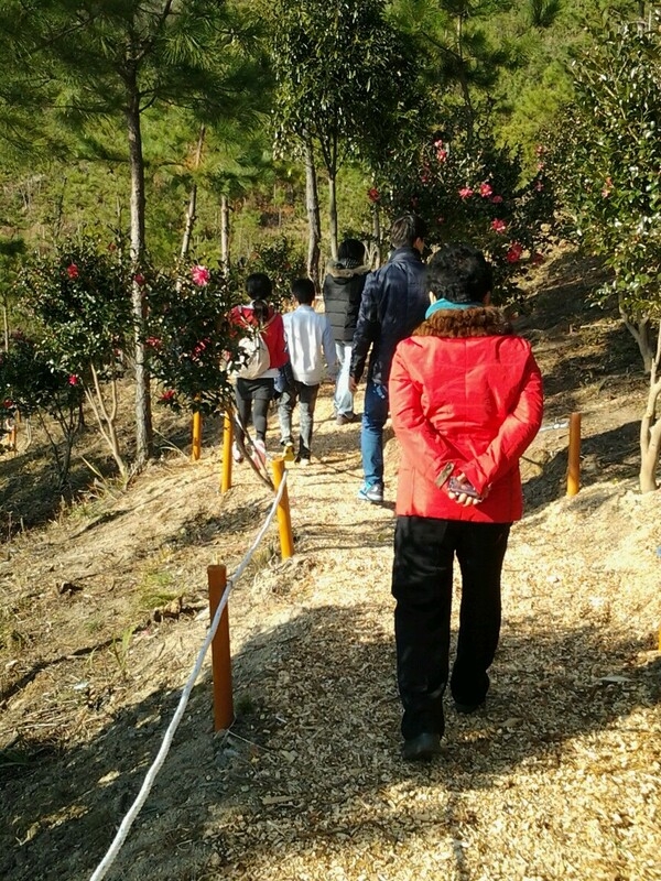 『신안 애기동백 꽃 축제』관람객 북적..