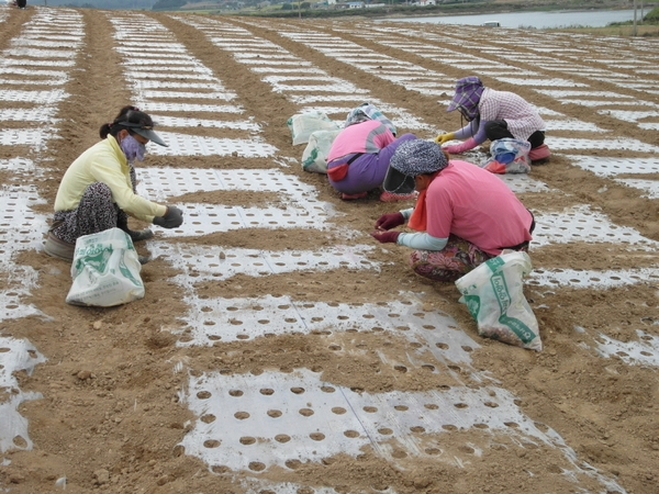 신안군, 고품질 주아마늘 생산기술 교육..