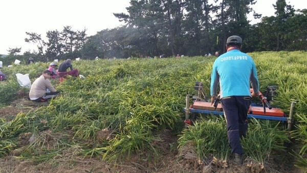 제철맞은 햇 생강 수확 한창!..'바닷바람 맞은 햇생강 수확에 농가 바쁜하루' 1