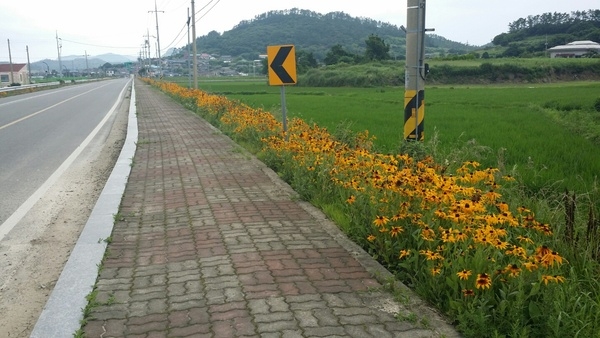 가고 싶은 그 곳! 사계절 꽃피는 평화의 섬 하의도..'뙤약볕 아래 굵은 땀방울로 찾아가고 싶은 섬 만들기' 2