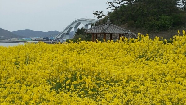 바둑의 신 이세돌 고향 비금도, 유채꽃으로 노란 물결 가득 2