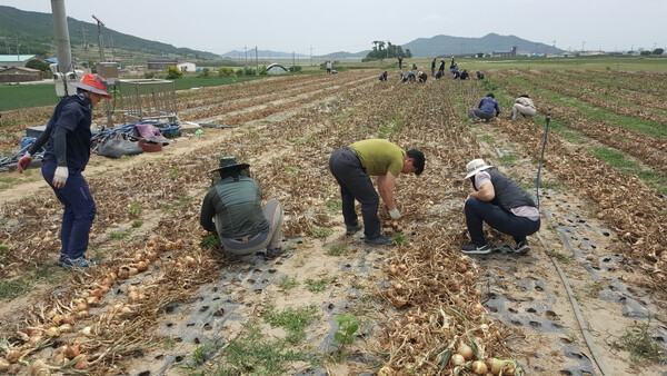 신안군청, 농촌일손돕기 봉사활동에 발벗고 나서..