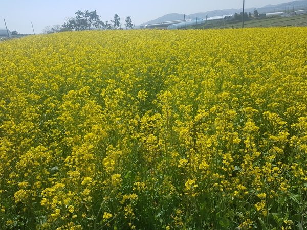 2019년 100만평 신안유채꽃 축제 개최..