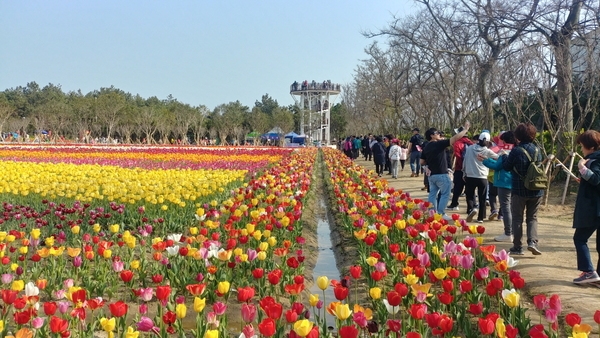 신안군 임자도, 2019년 신안튤립축제 대성황 3