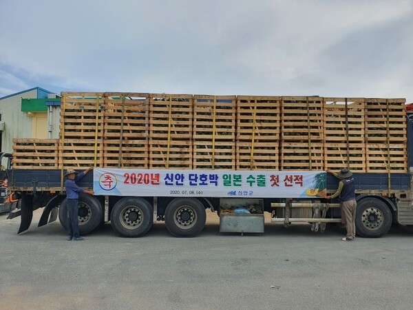 해풍맞은 ‘신안 섬 단호박’ 일본 수출길 오르다..'맛과 품질 좋아 일본에서 웰빙식품으로 인기짱' 1