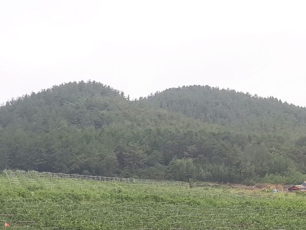 신안군, 소나무재선충병 완전 방제로 청정지역 회복 2