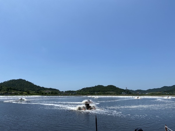 신안군! 왕새우양식 사상 생산고 600억 달성 2