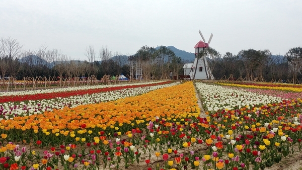 신안군, 코로나19 여파 튤립축제 전면 취소..