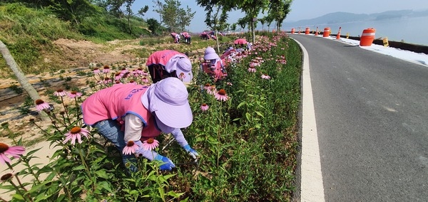 신안군생활개선회, 퍼플섬 보라꽃 심기 봉사활동 추진..'생활개선회원 30여명, 꽃 심기 봉사활동으로 보라색 물결 더해' 2