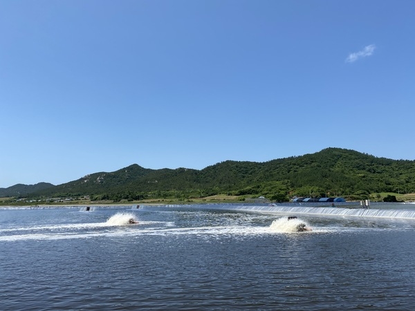 신안군! 퍼플섬에서 섬 왕새우 축제 개최..'싱싱한 왕새우 먹고 꽃 구경 즐기는 오감 만족 기회' 3