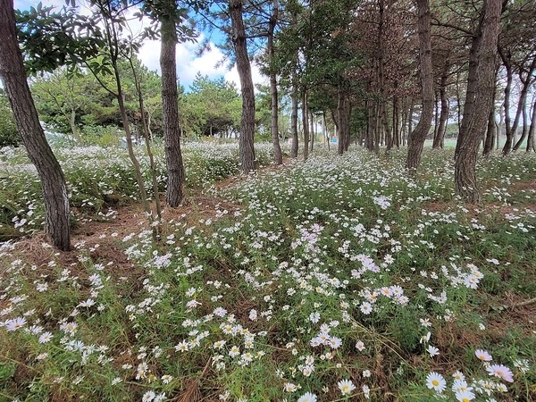 신안군 임자면, 노인일자리사업 가을 갬성에 한몫 톡톡..