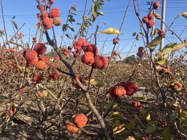 “멀베리(Mulberry)의 섬 팔금”, 마음대로 따가세요...가로수 200여 주에 꾸지뽕 익어가... 3