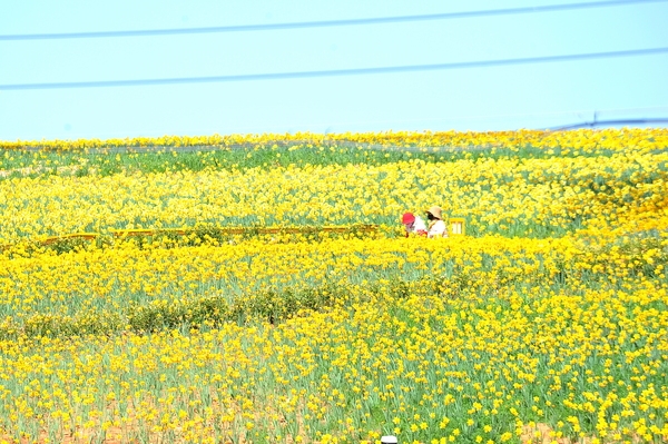 신안군 “섬 수선화 축제” 성황리 마무리..