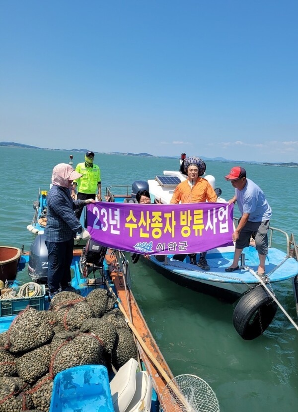 신안군! 청정 갯벌어장에 맞춤형 고소득형 패류 살포..