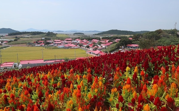 신안군 병풍도 맨드라미공원에 1억 4백만 송이 맨드라미꽃 축제 열린다..