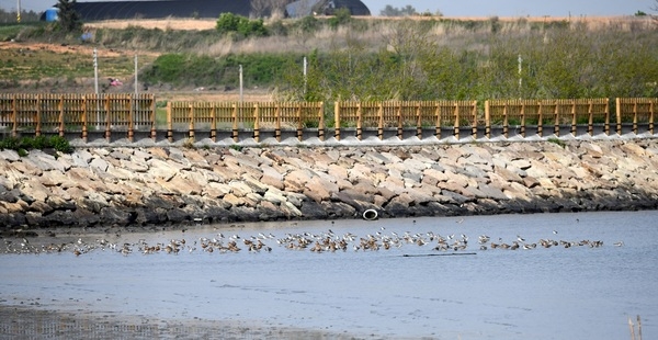 영국왕립조류보호협회(RSPB), 신안군 방문 1