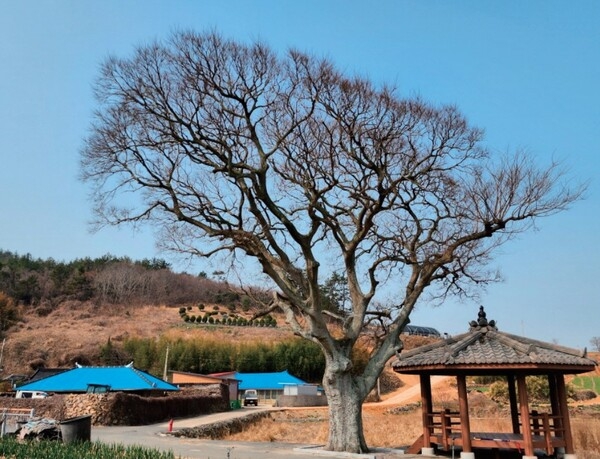 신안군 보호수 분포 실태조사 보고서 발간..